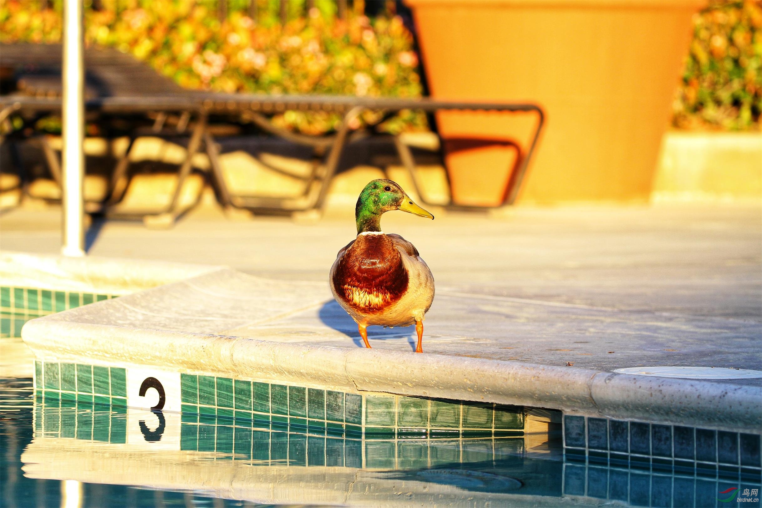 游泳池的绿头鸭