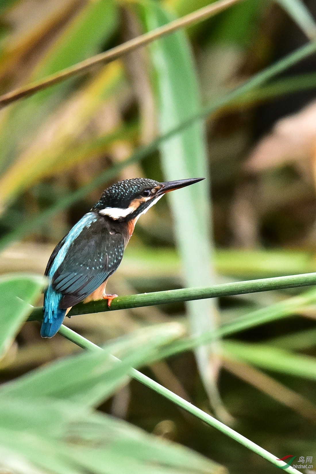 DSC_0124.JPG