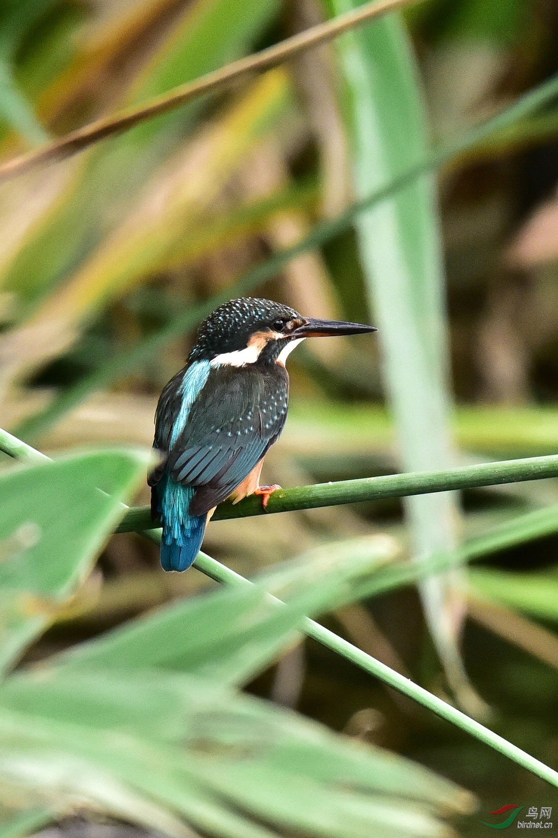 DSC_0125.JPG