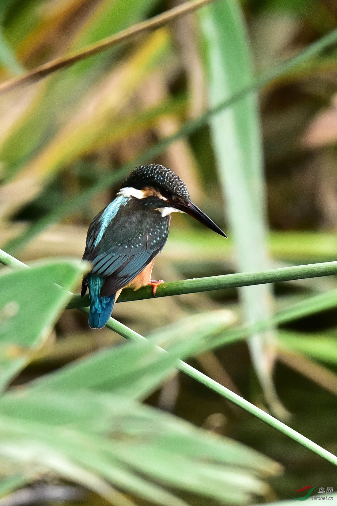 DSC_0126.JPG