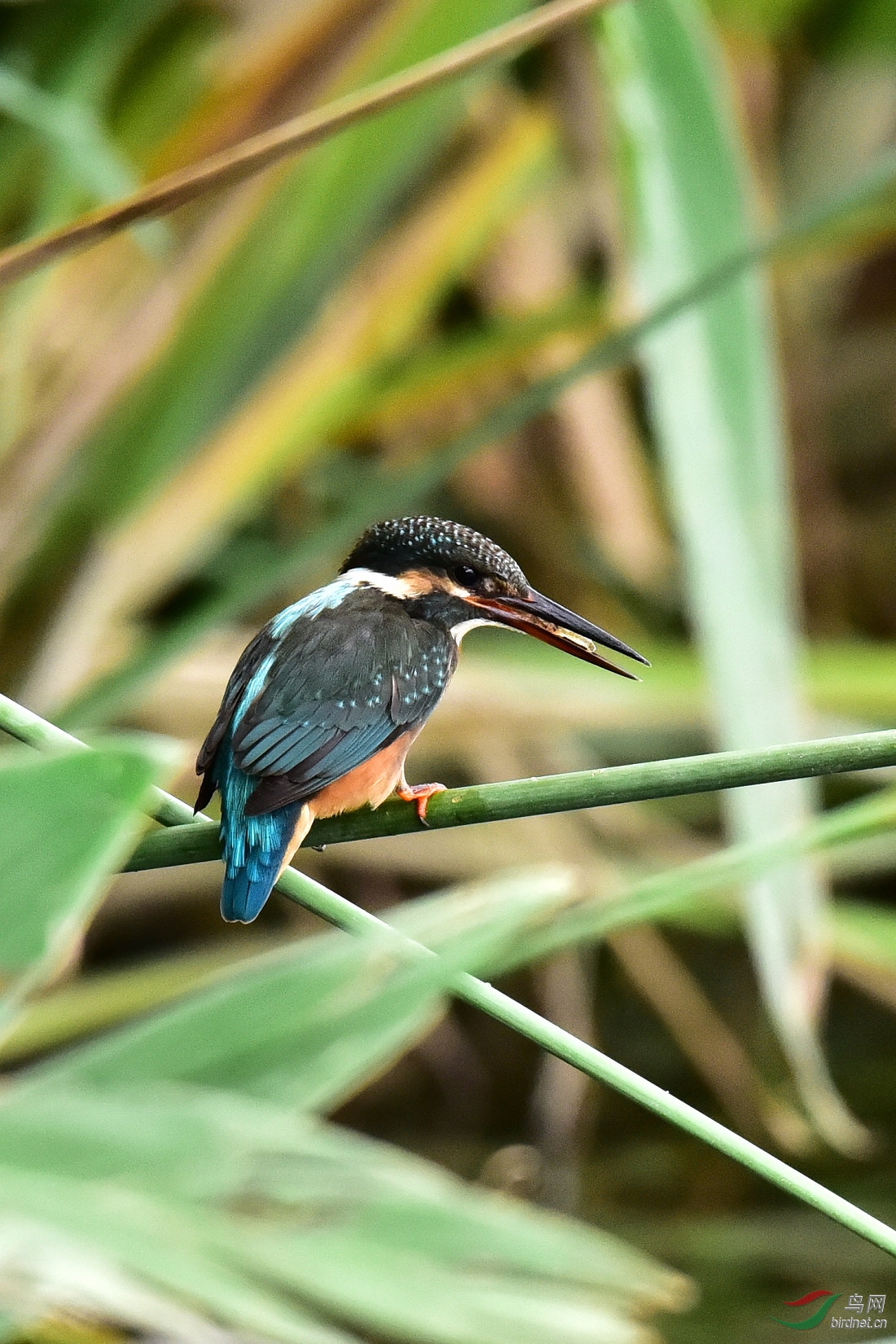 堤垸芭蕾 (啄鱼郎与钓鱼郎)