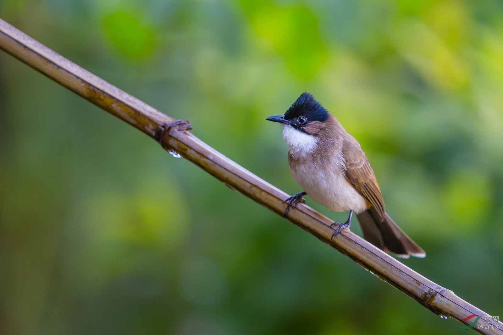 xanthorrhous,英文名:brown-breasted bulbul)为雀形目鹎科鹎属的鸟类