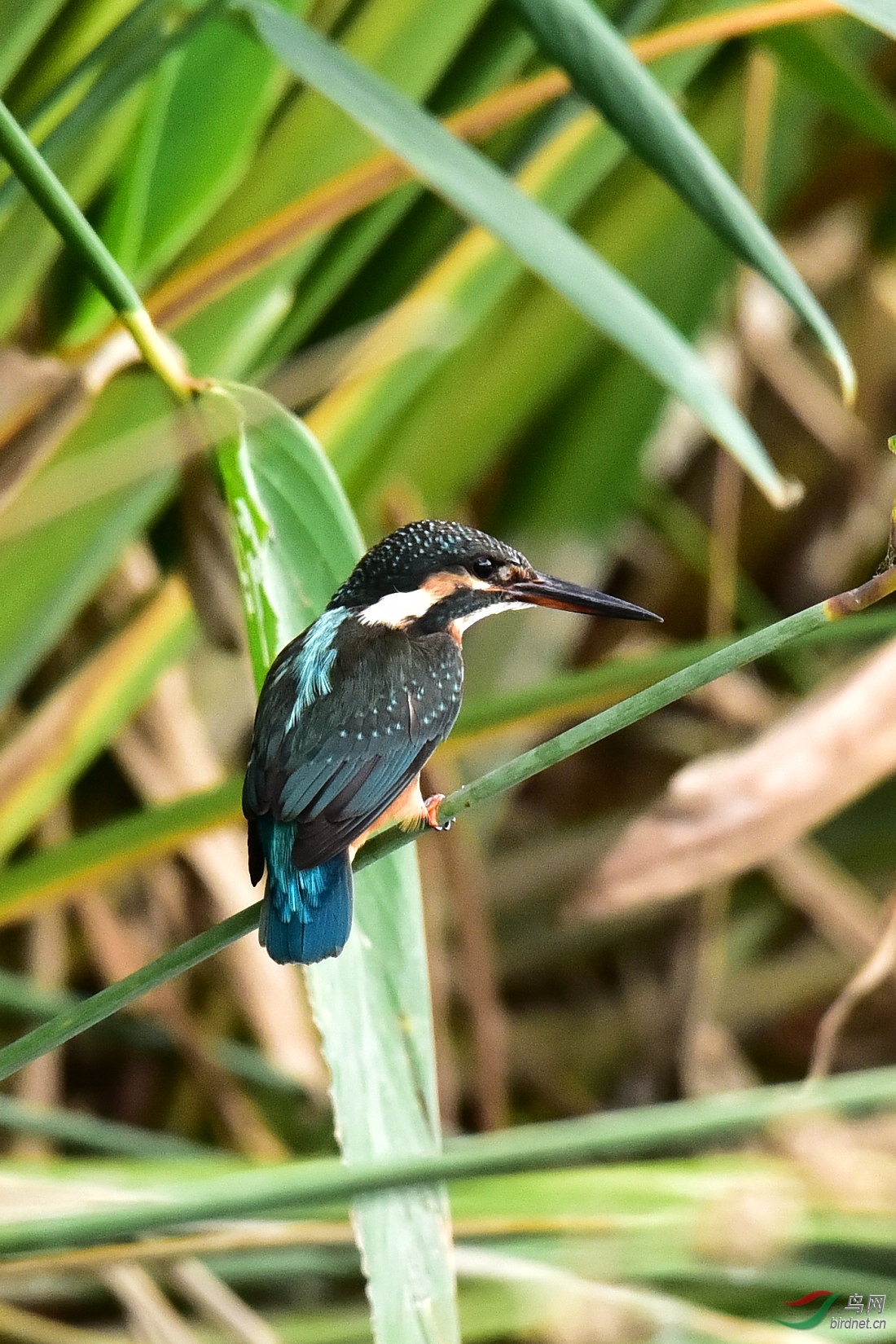 DSC_0130.JPG