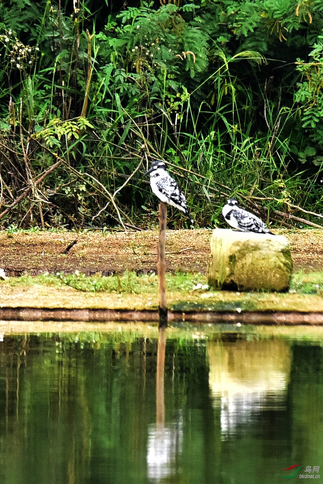 DSC_0132.JPG