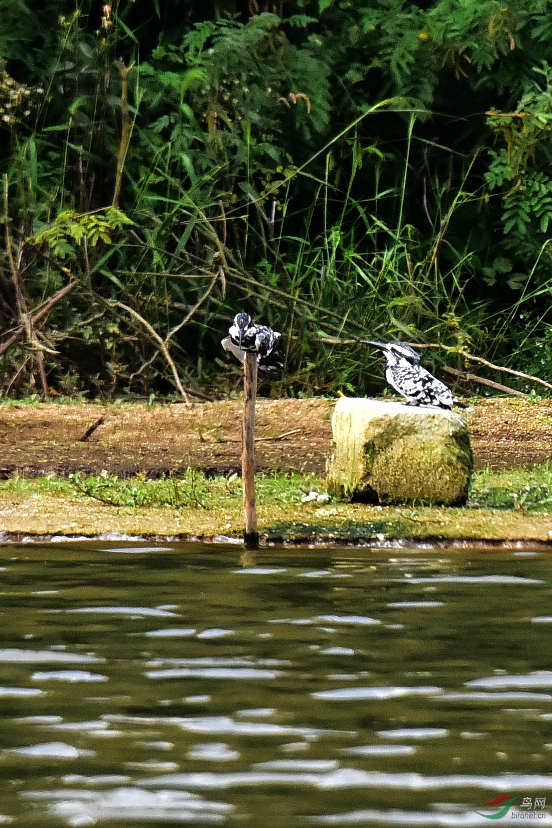 DSC_0137.JPG