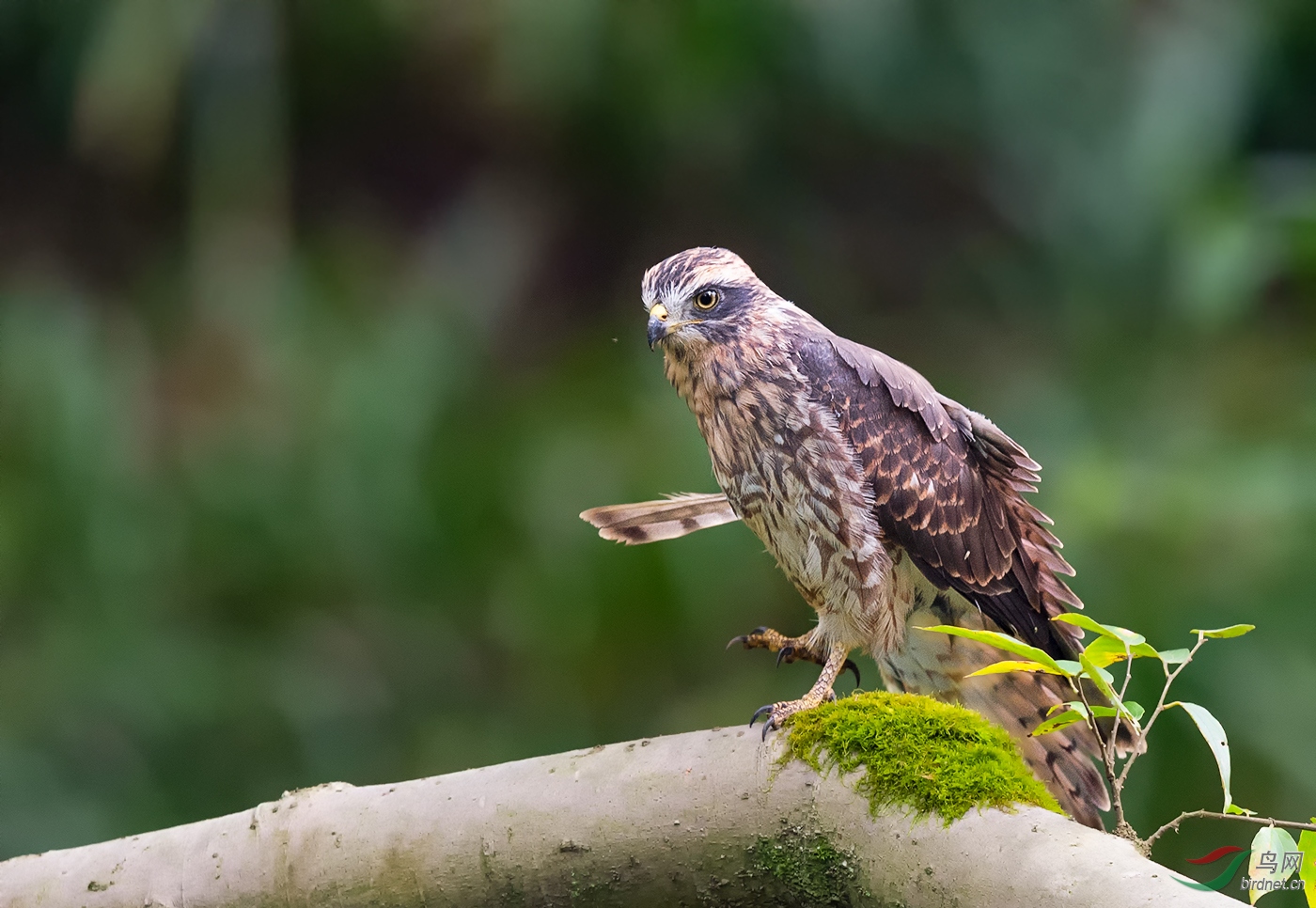鵟【单腿树立!】