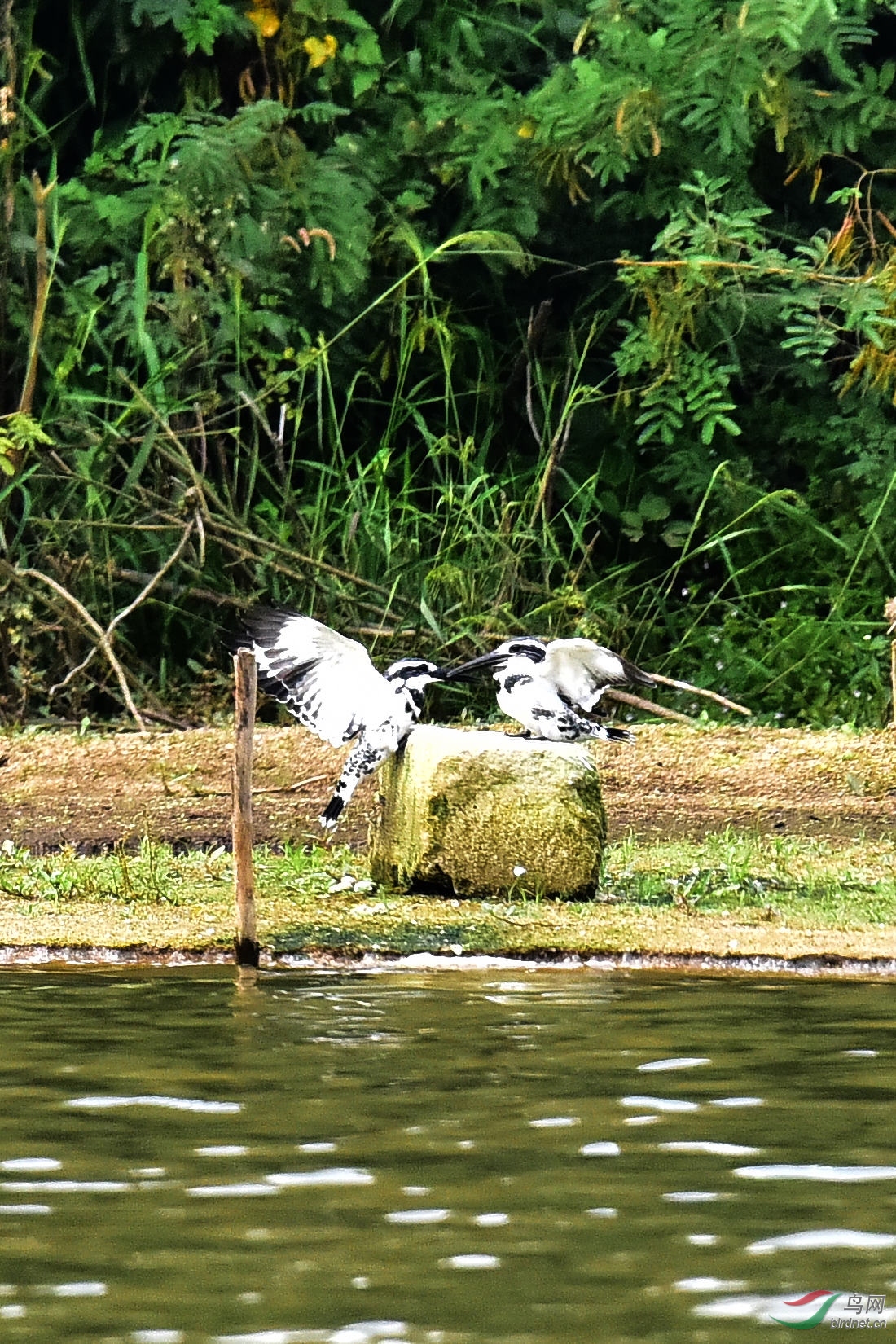 DSC_0142.JPG