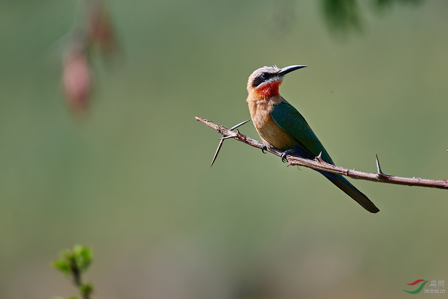 白额蜂虎 - 陕西版 shanxi 鸟网