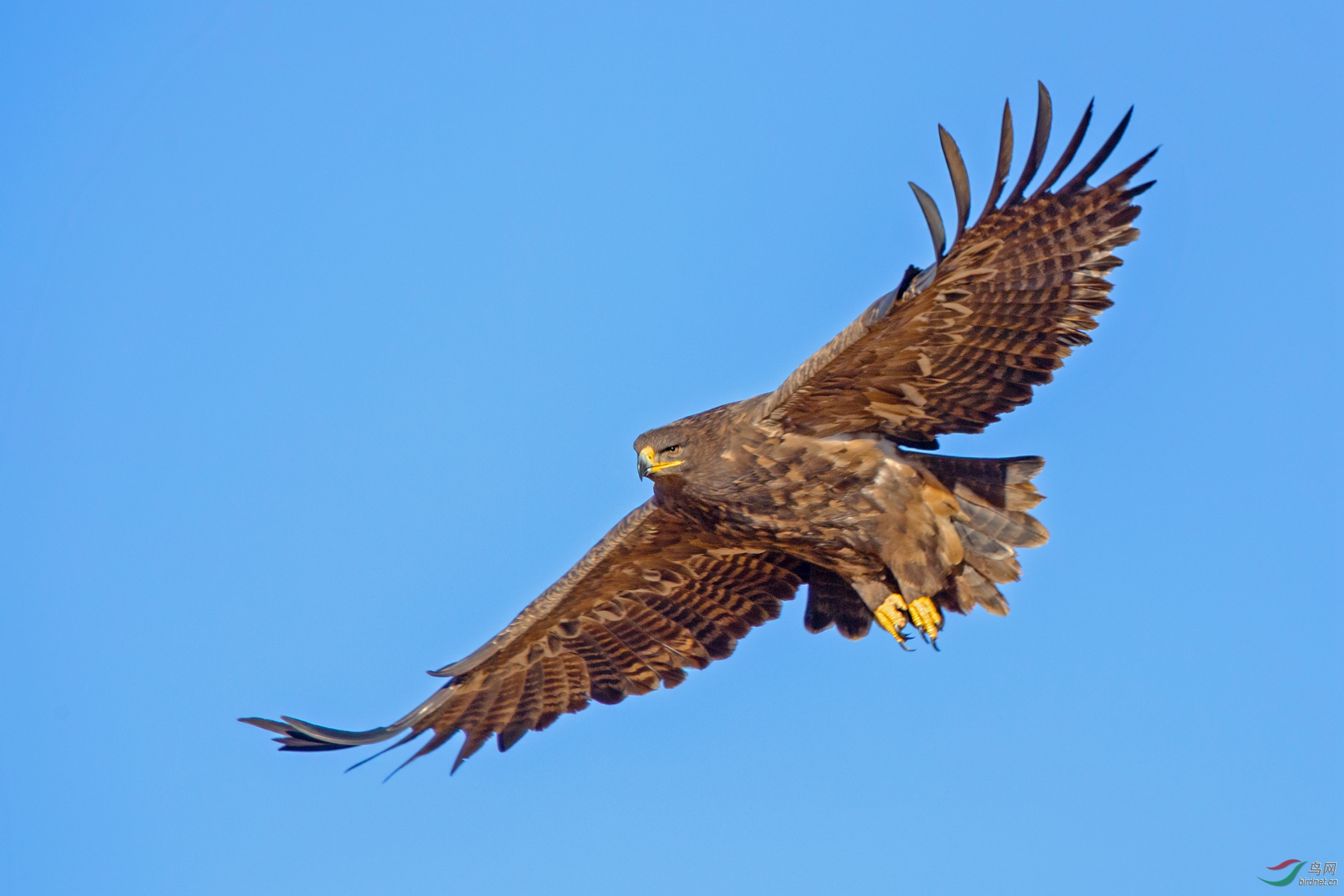 《翱翔蓝天 》草原雕