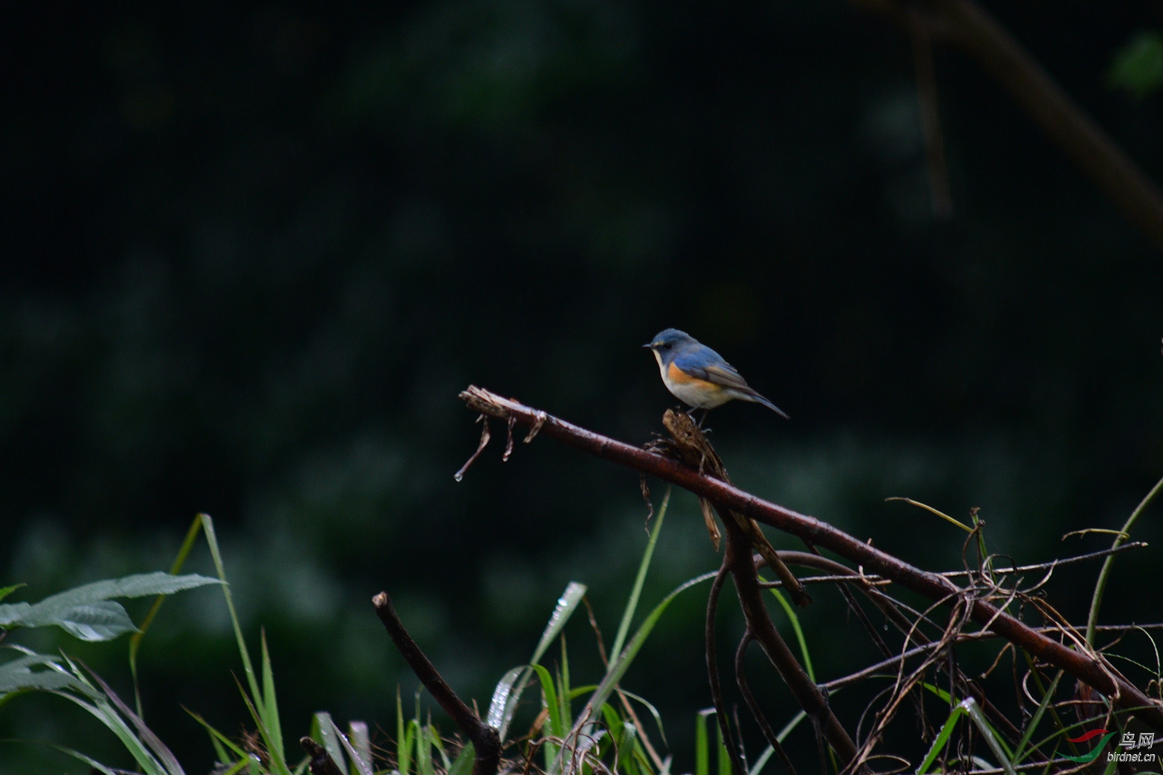 请教老师这是什么鸟