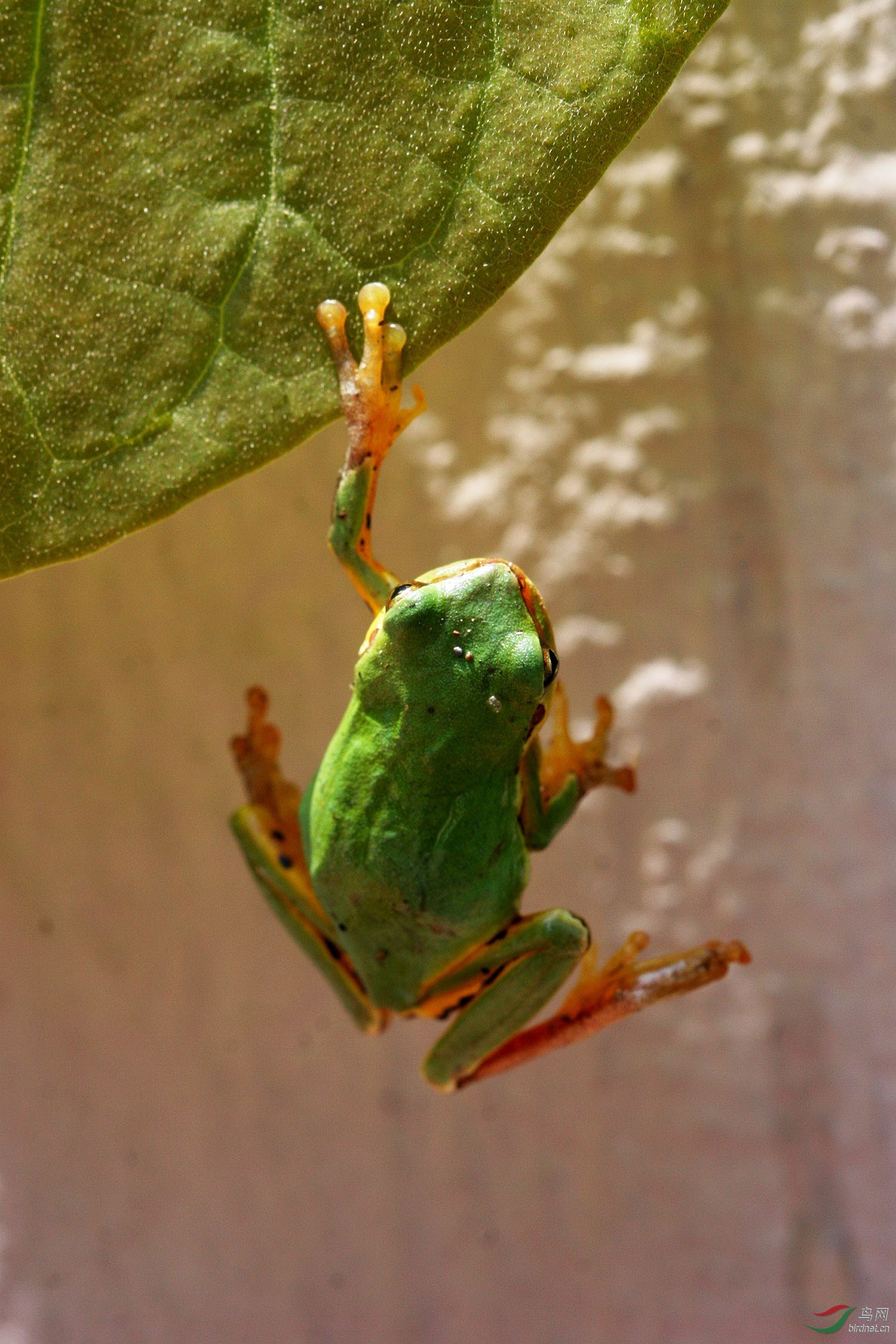 华西雨蛙饲养环境图片