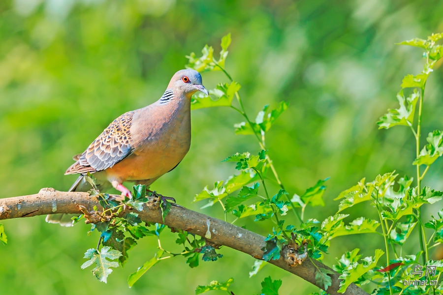 添砖加瓦之山斑鸠