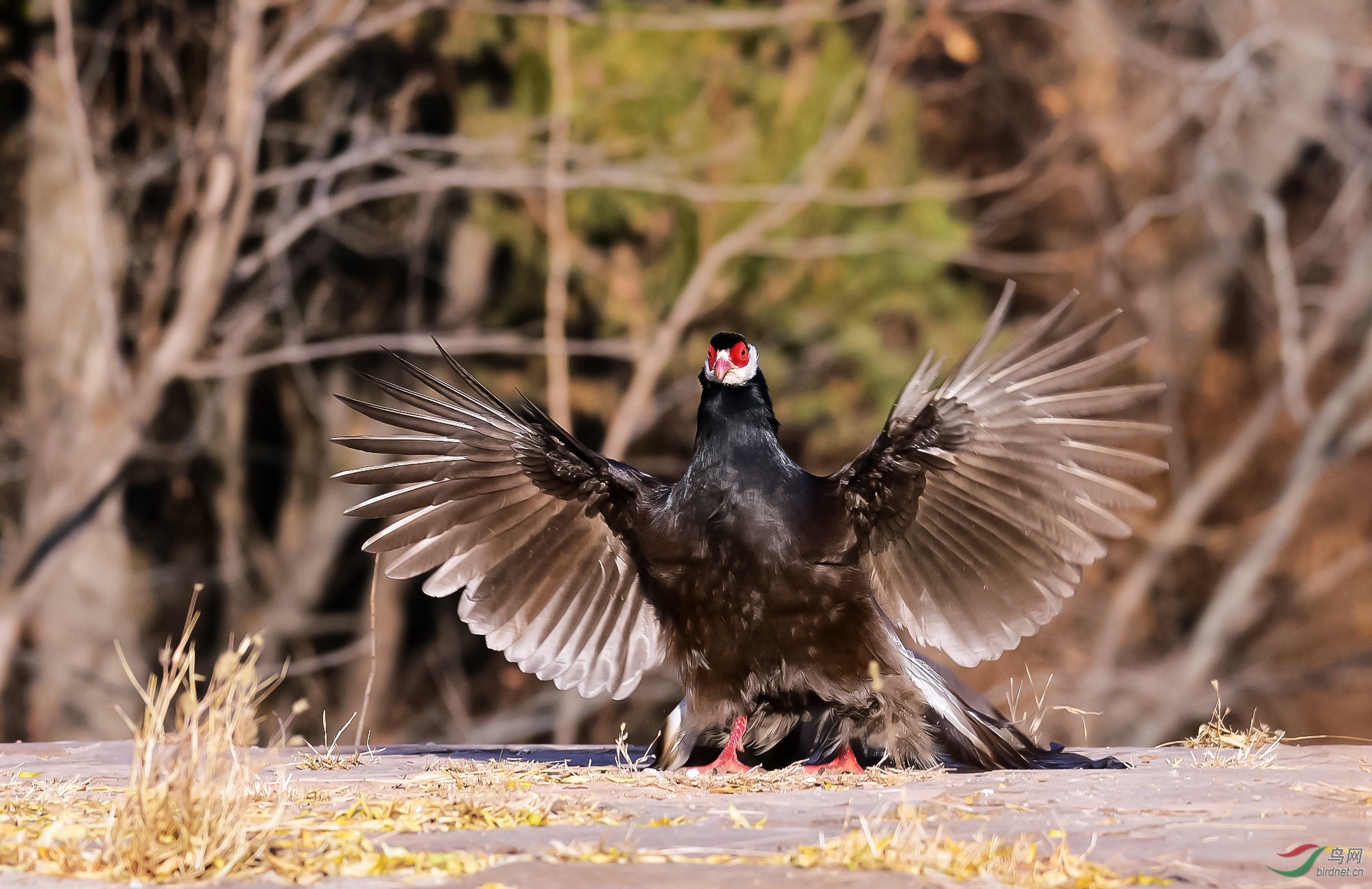 褐马鸡开屏