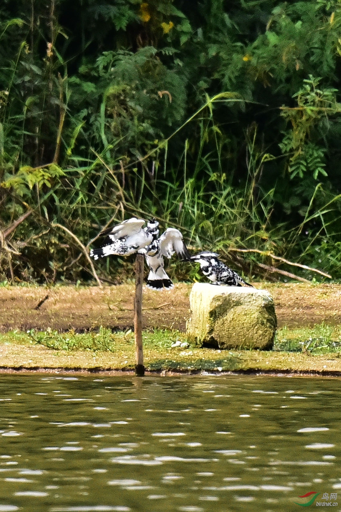 DSC_0175.JPG