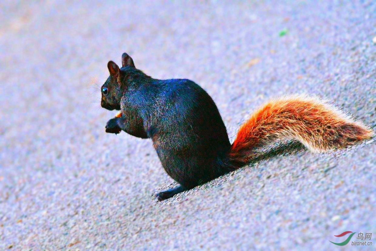 红尾松鼠