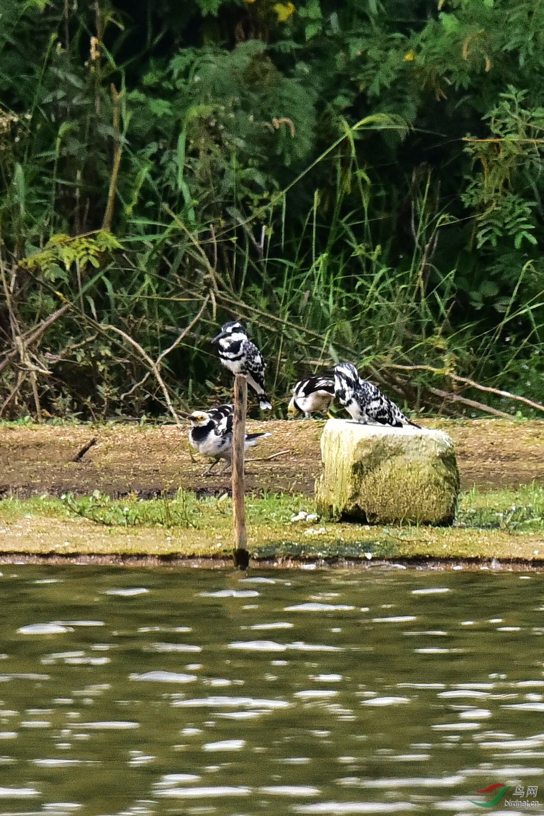 DSC_0190.JPG