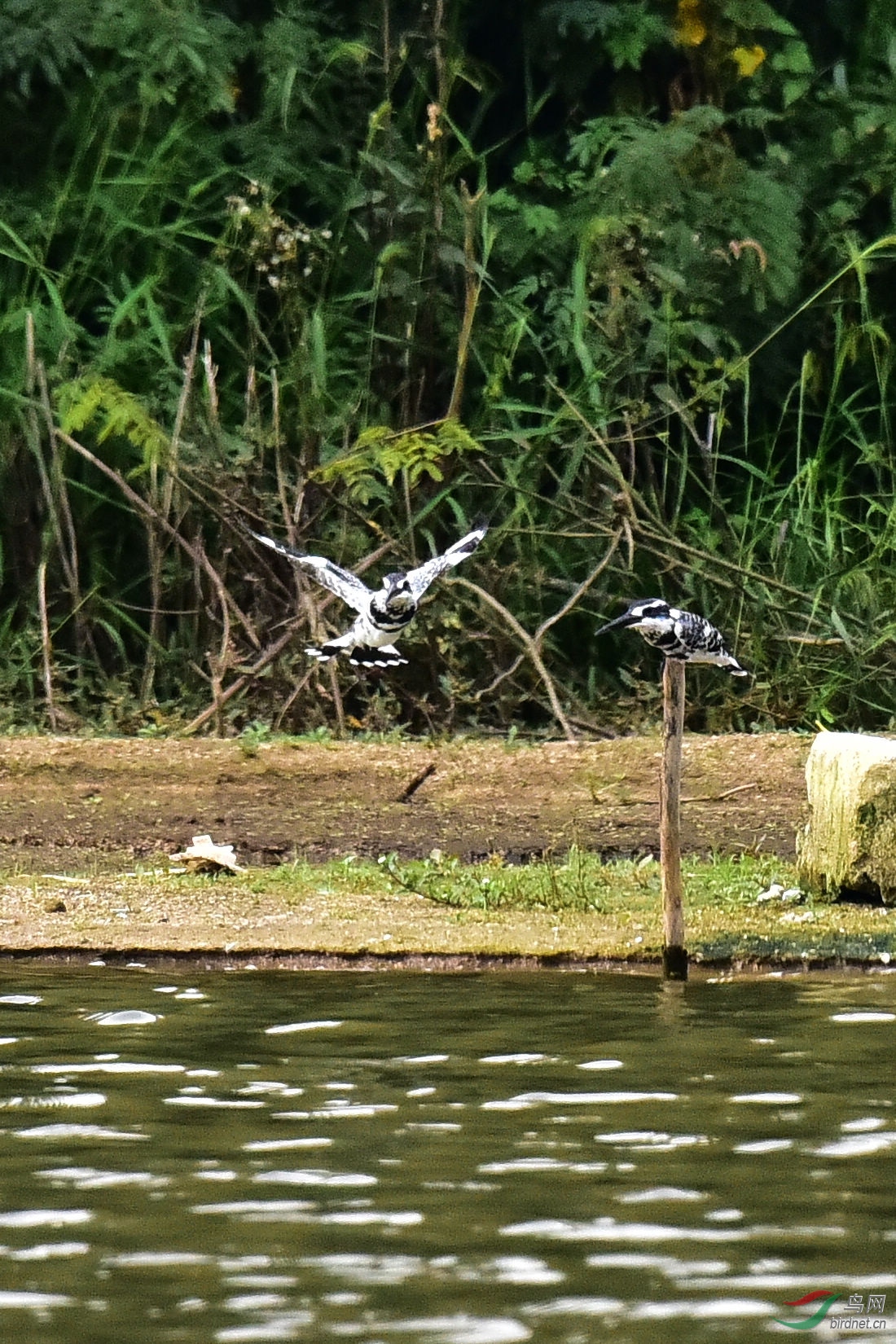 DSC_0196.JPG