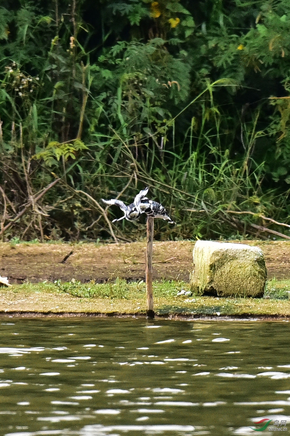 DSC_0197.JPG