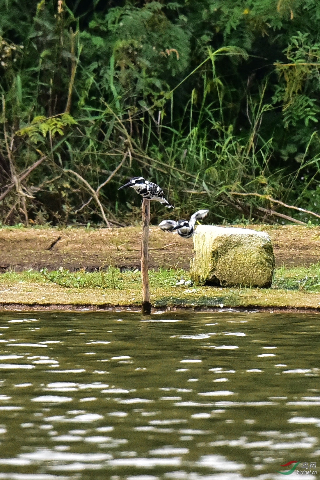 DSC_0198.JPG