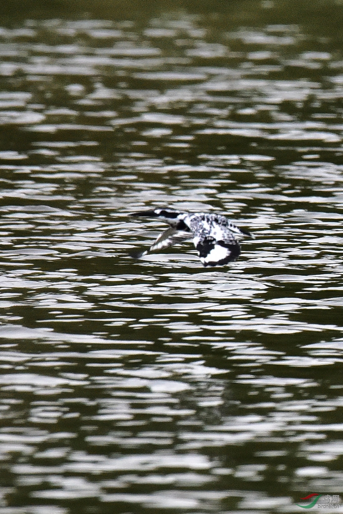 DSC_0206.JPG