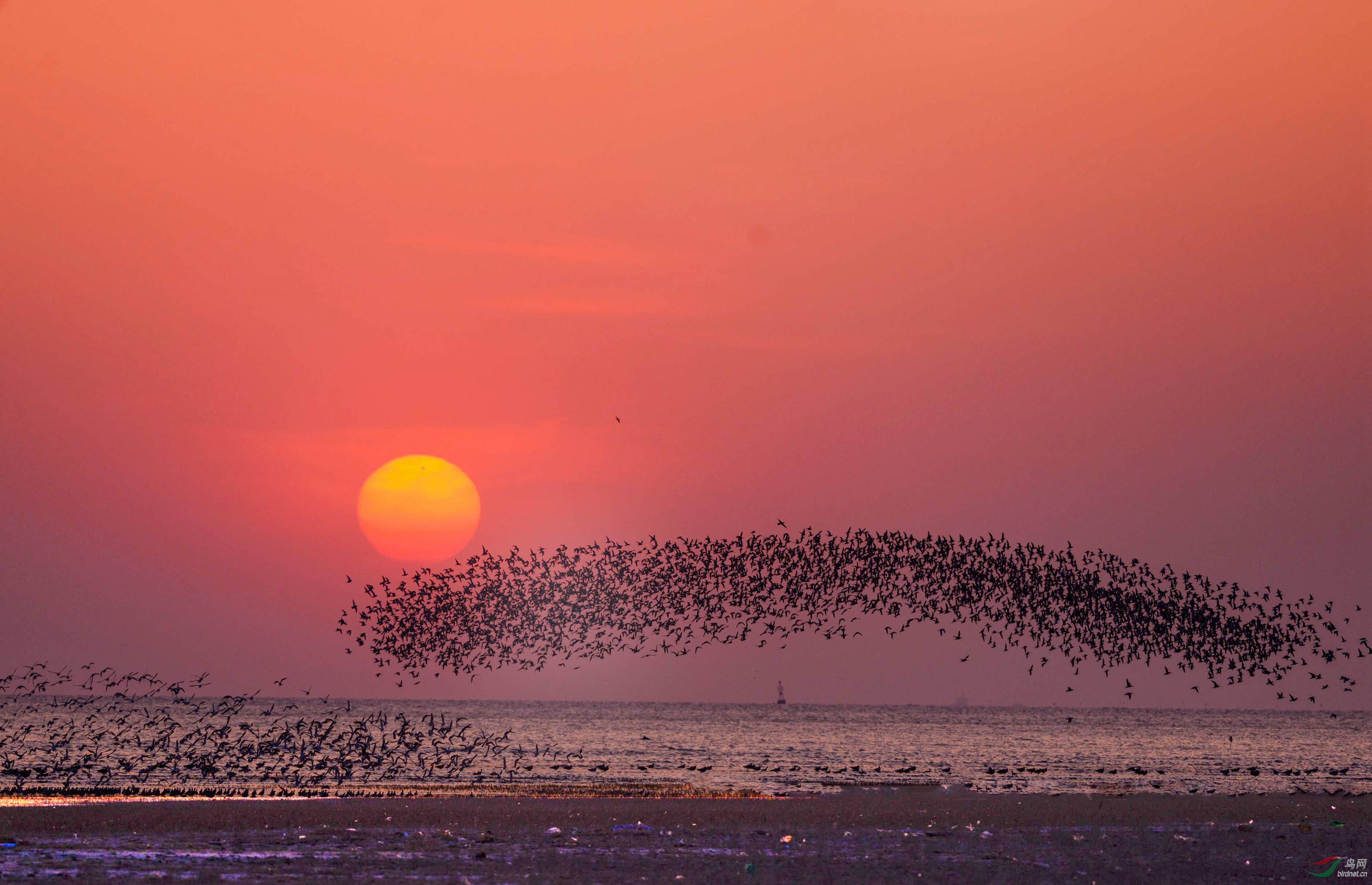 黄昏鸟浪 (贺获鸟类精华)