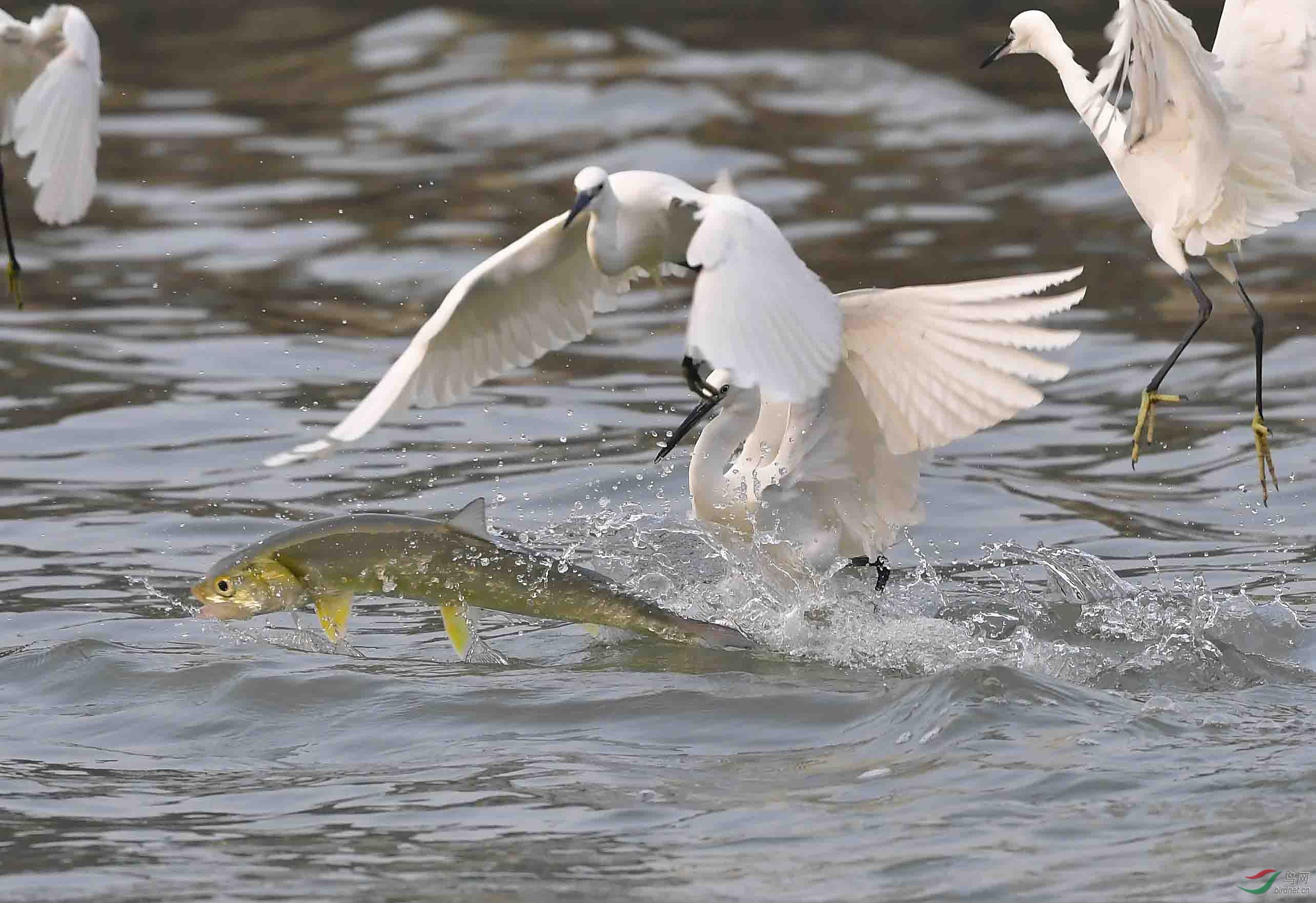 白鹭戏飞鱼