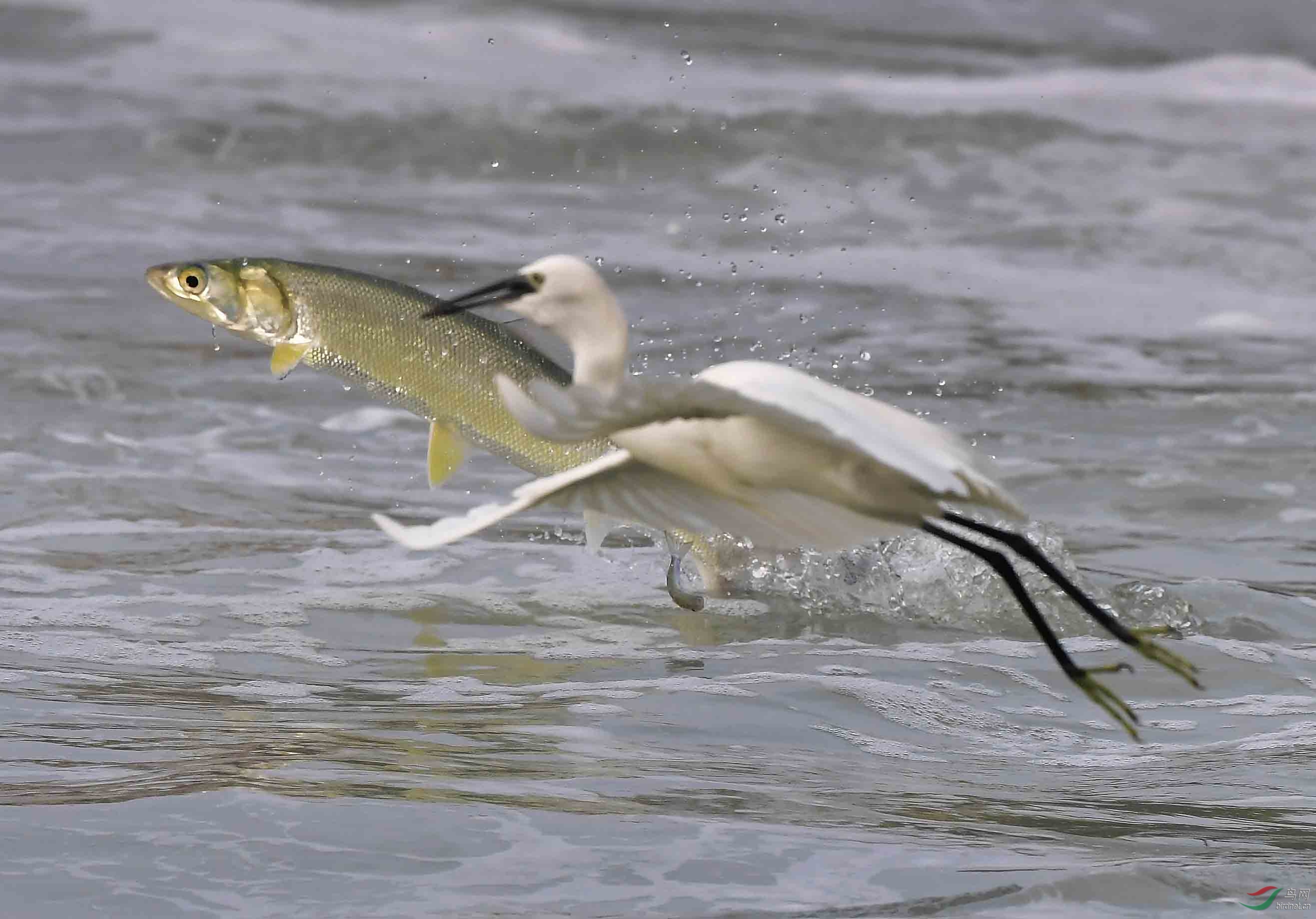 白鹭戏飞鱼