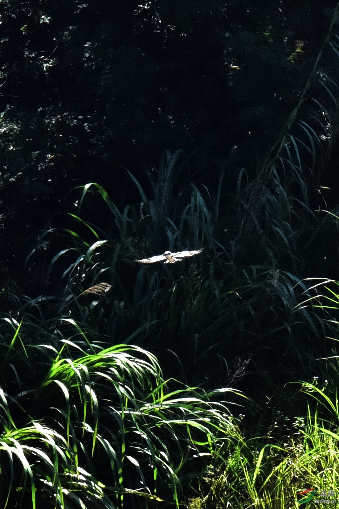 DSC_0229.JPG