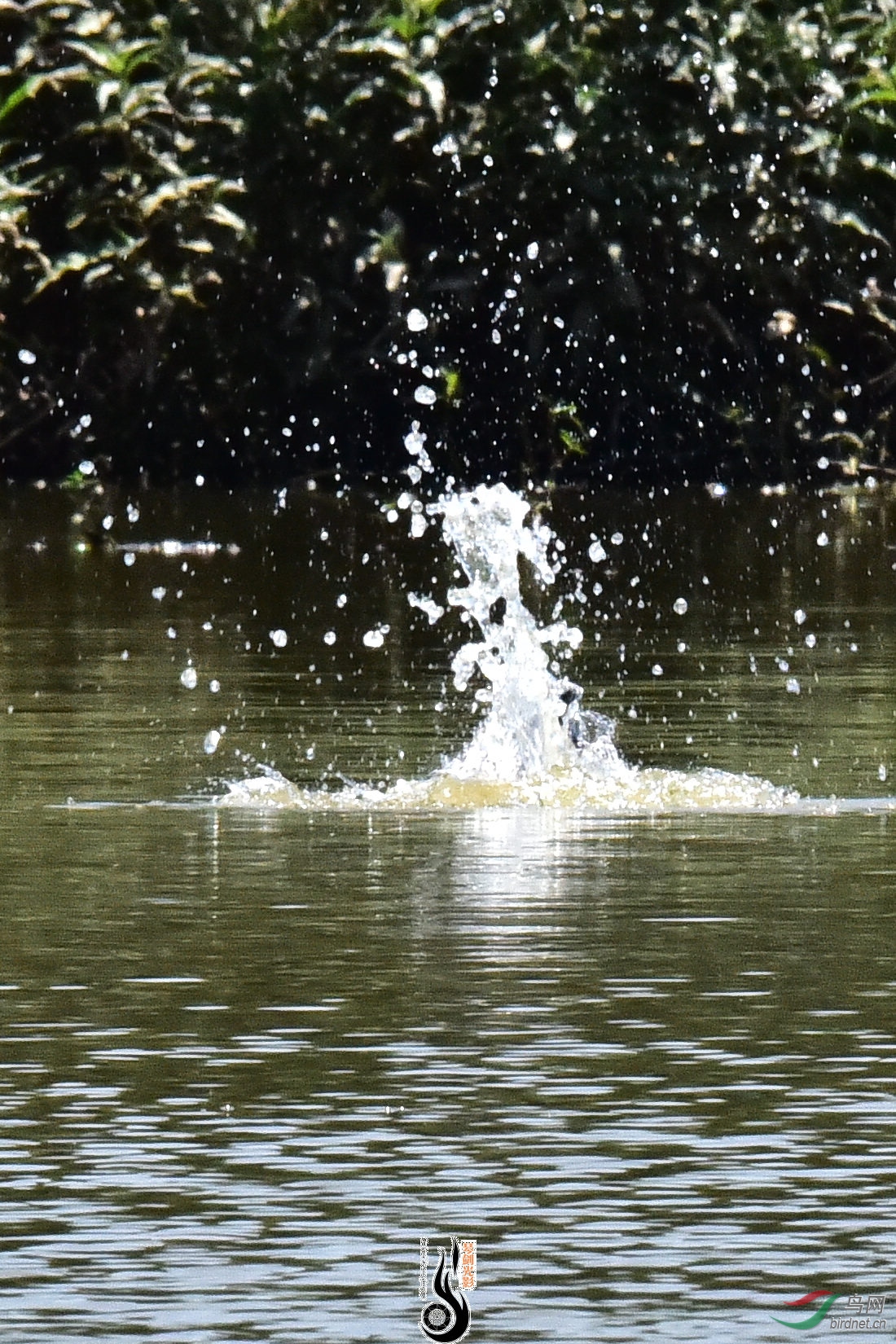DSC_0236.JPG