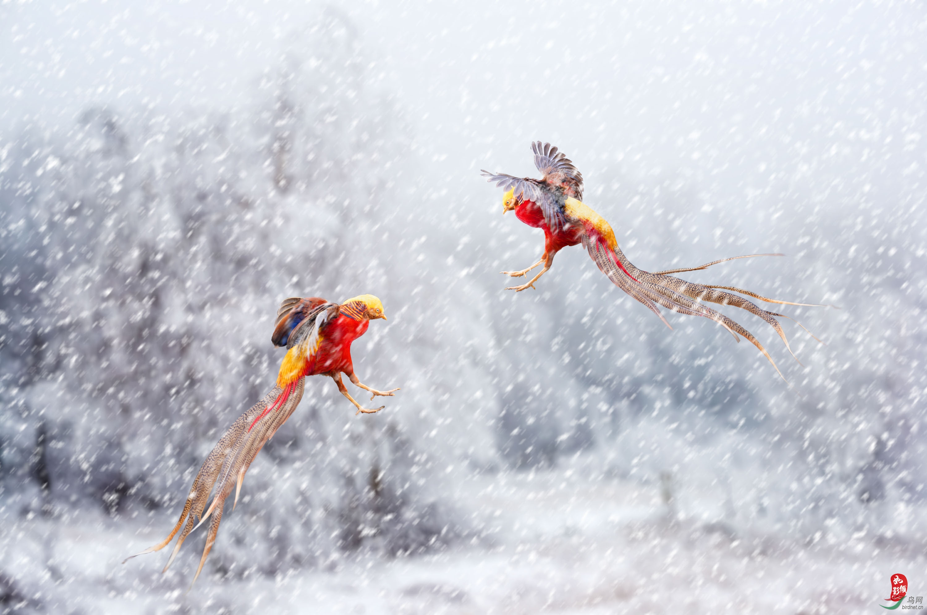 雪景红腹锦鸡4.jpg