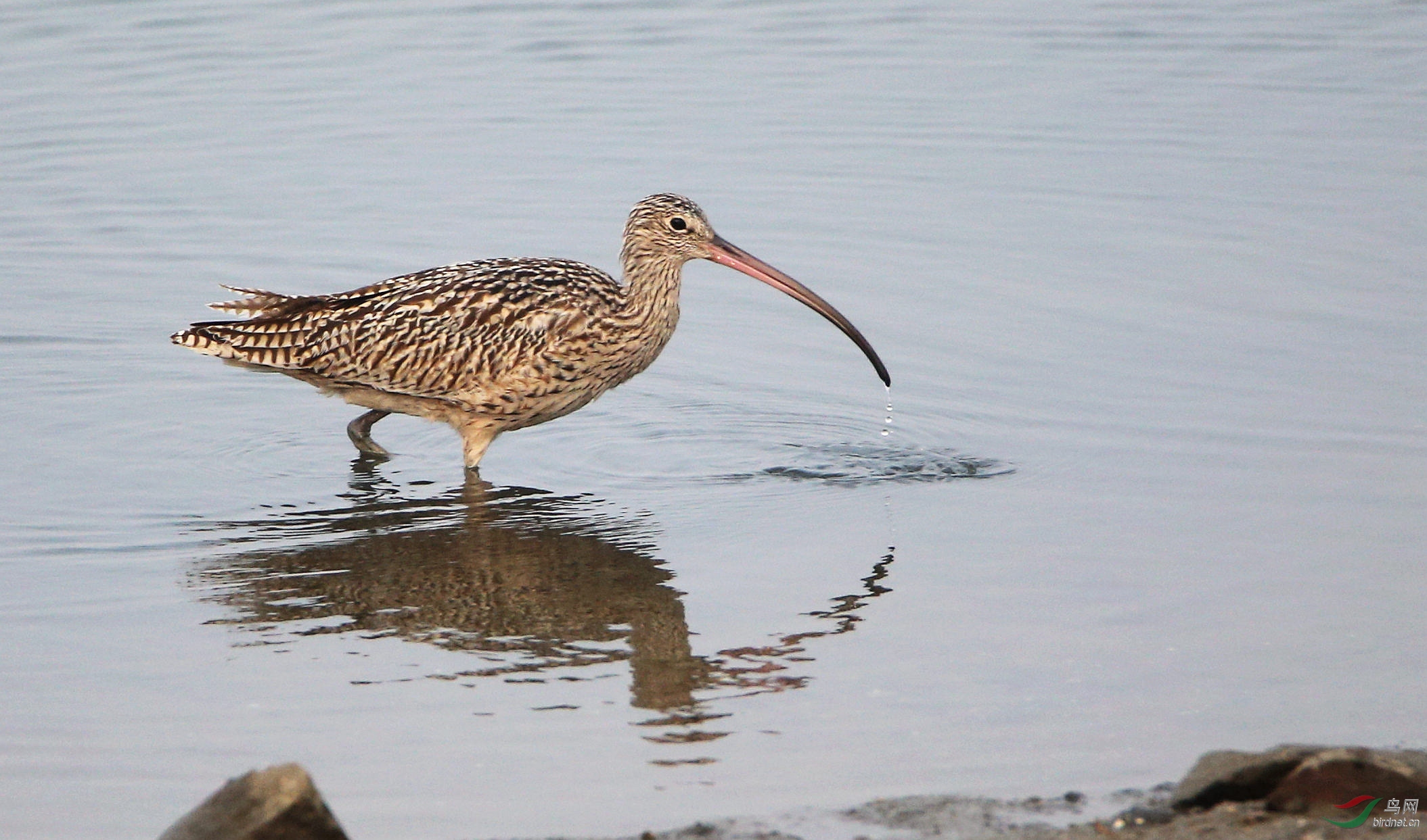 瞧这嘴长的 - 河南版 henan 鸟网
