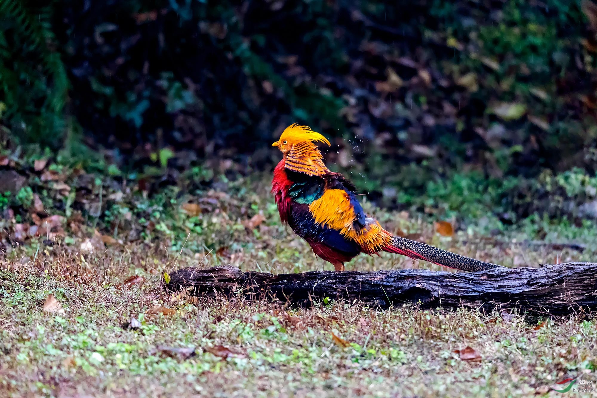 雨中的红腹锦鸡
