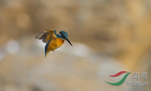 ET2W0903.jpg