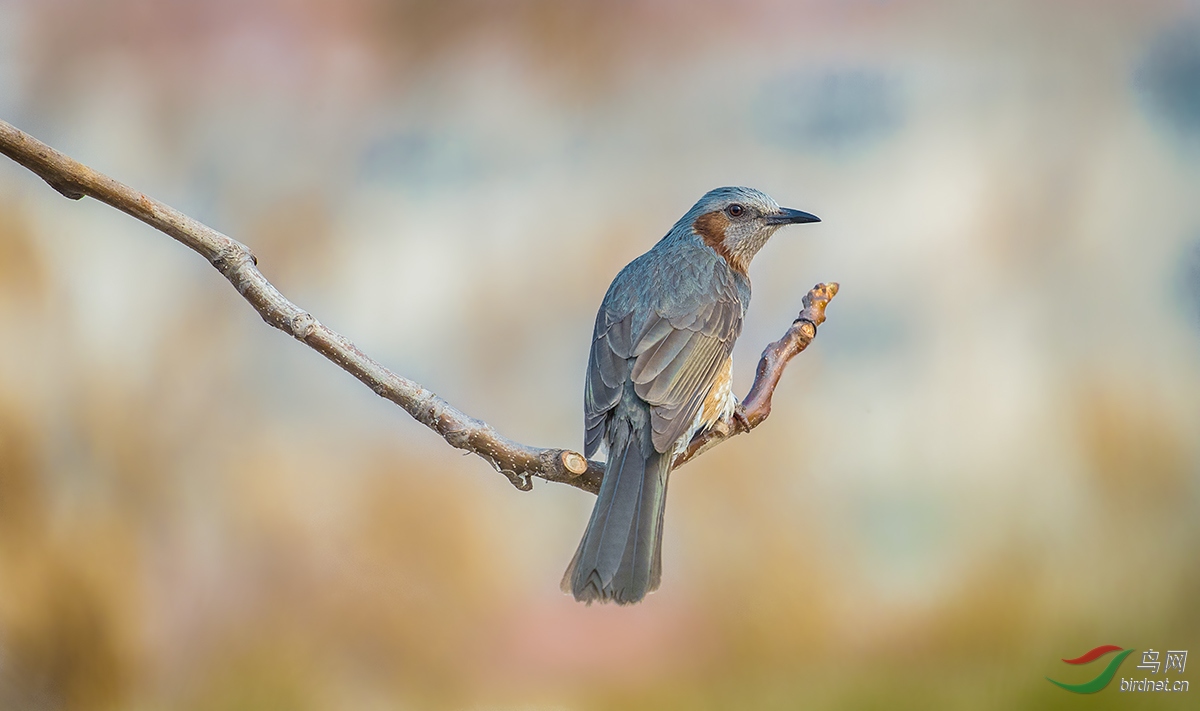 回眸栗耳短脚鹎