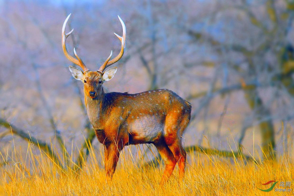 鹿金色秋天祝贺老师荣登首页
