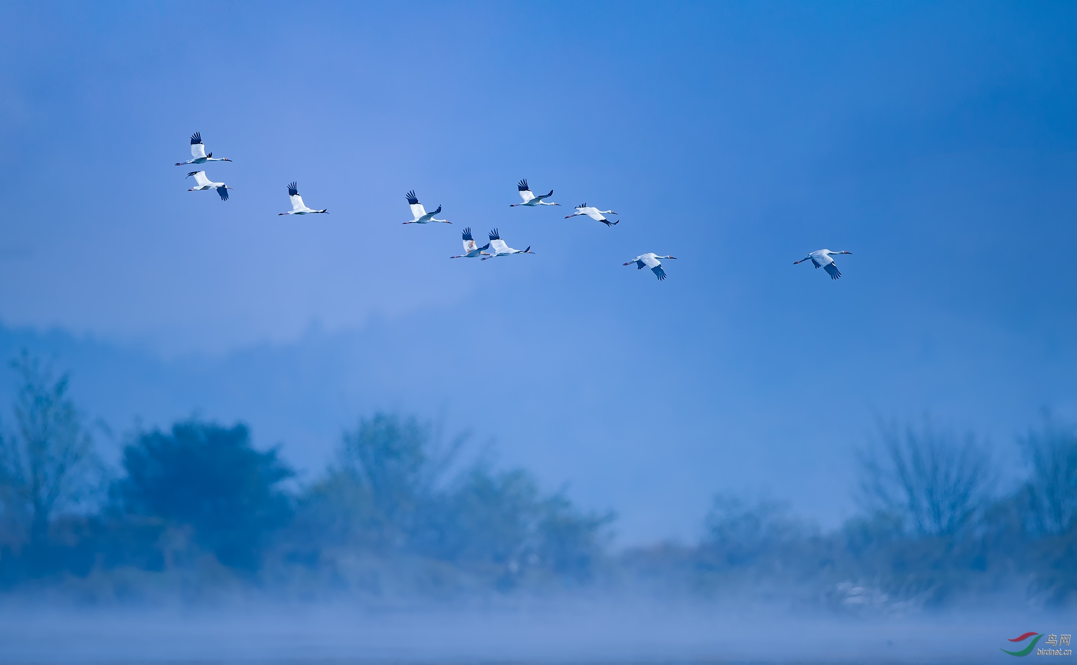白鹤飞过东淠河(热烈祝贺本帖荣获鸟网首页精华)