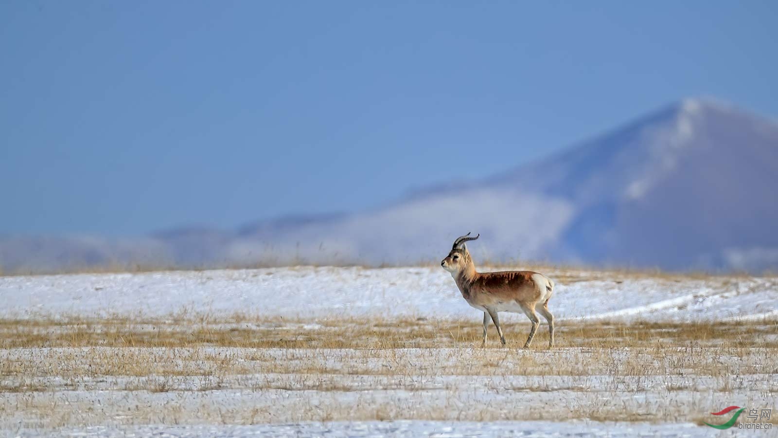 普氏羚羊 - 青海版 qinghai 鸟网