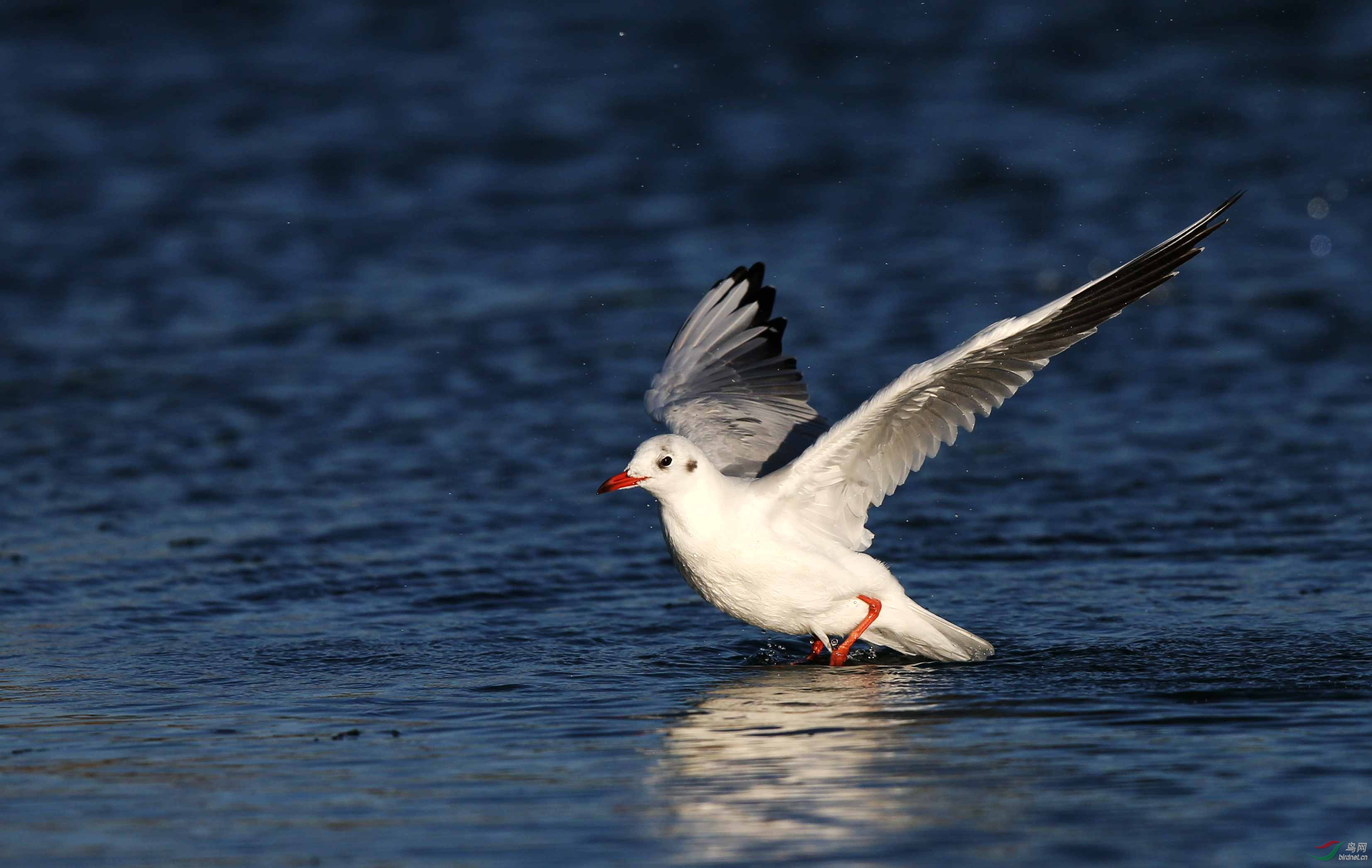 红嘴鸥