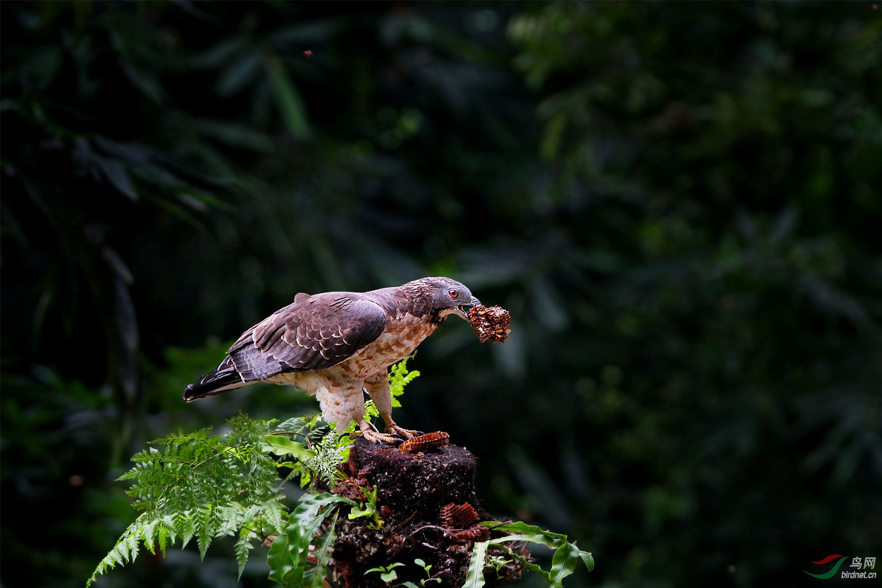 蜂鹰最爱蜂巢
