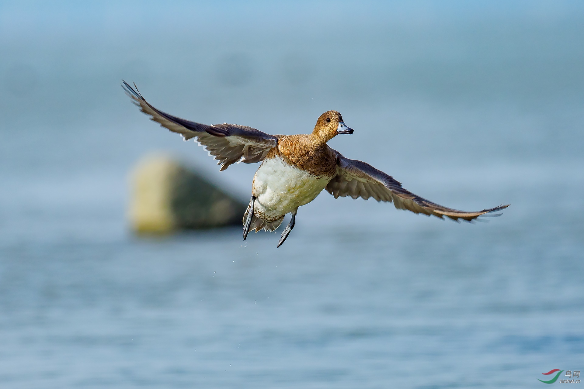 PB247177-ac.jpg
