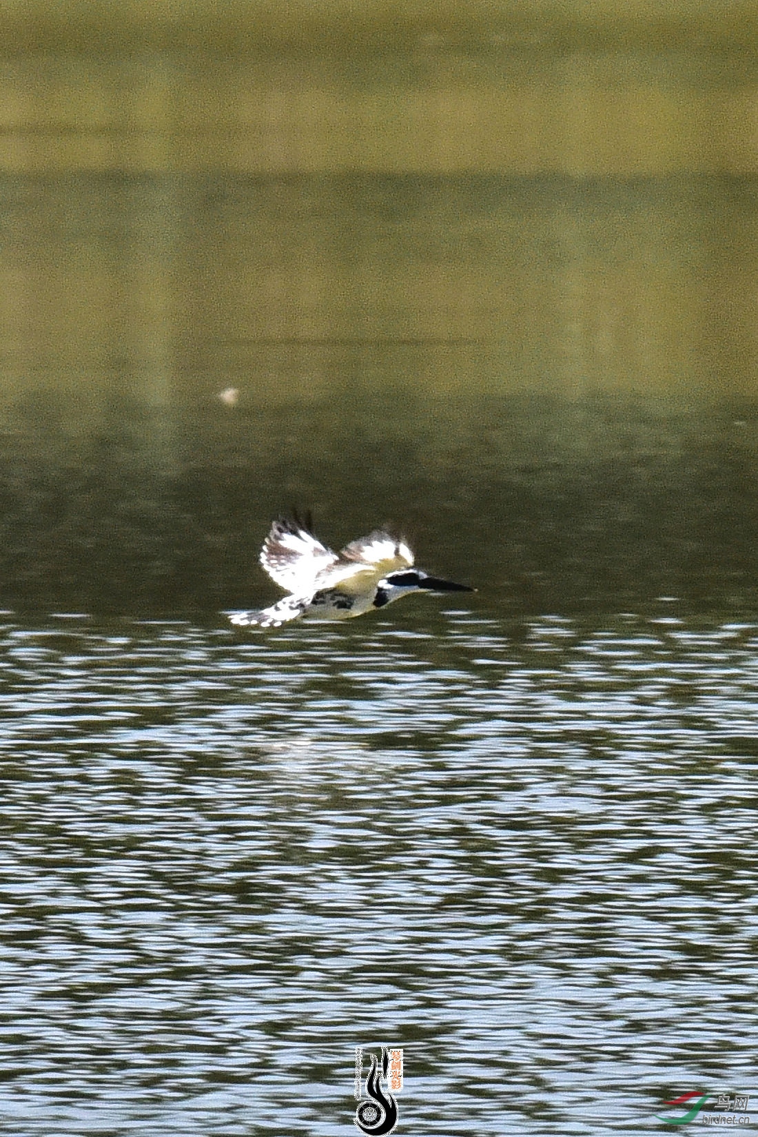 DSC_0248.JPG