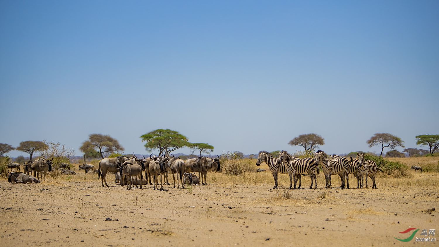 非洲草原和睦大家庭