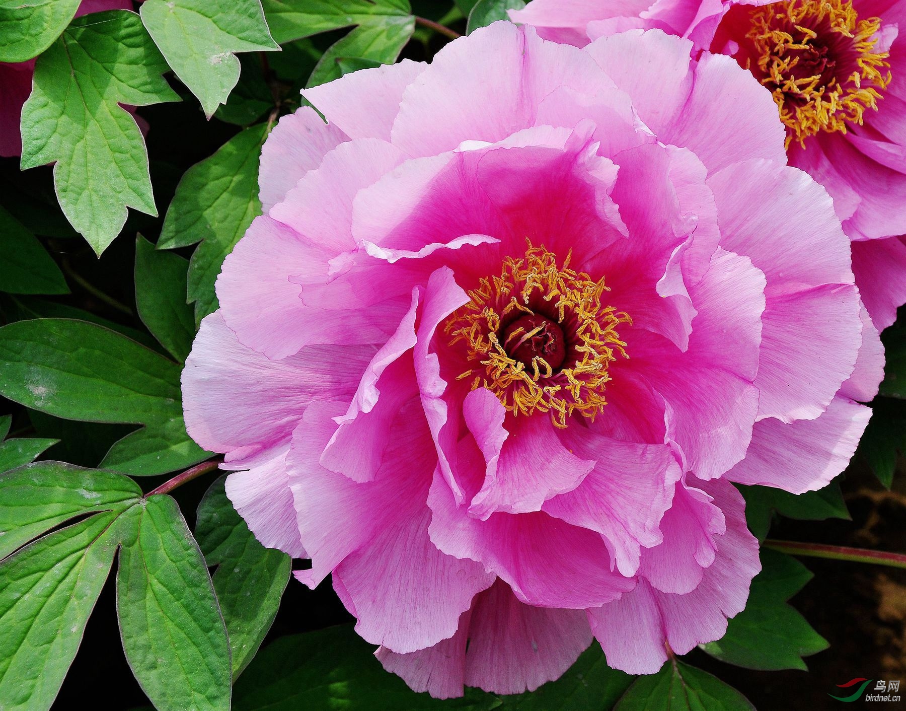 牡丹仙子 289.jpg