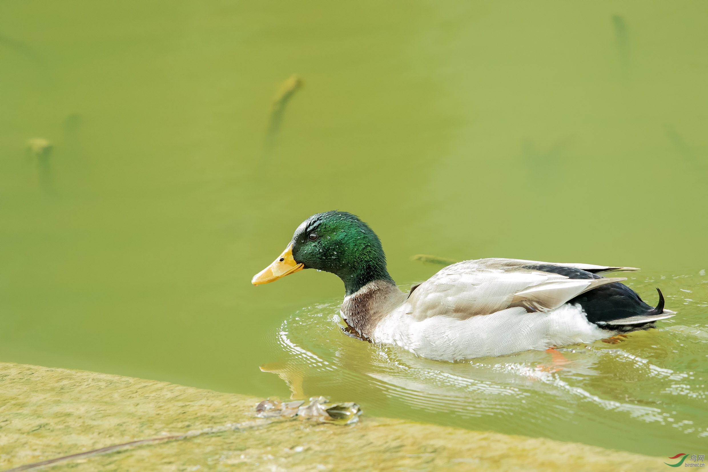 绿头鸭 - 陕西版 shanxi 鸟网