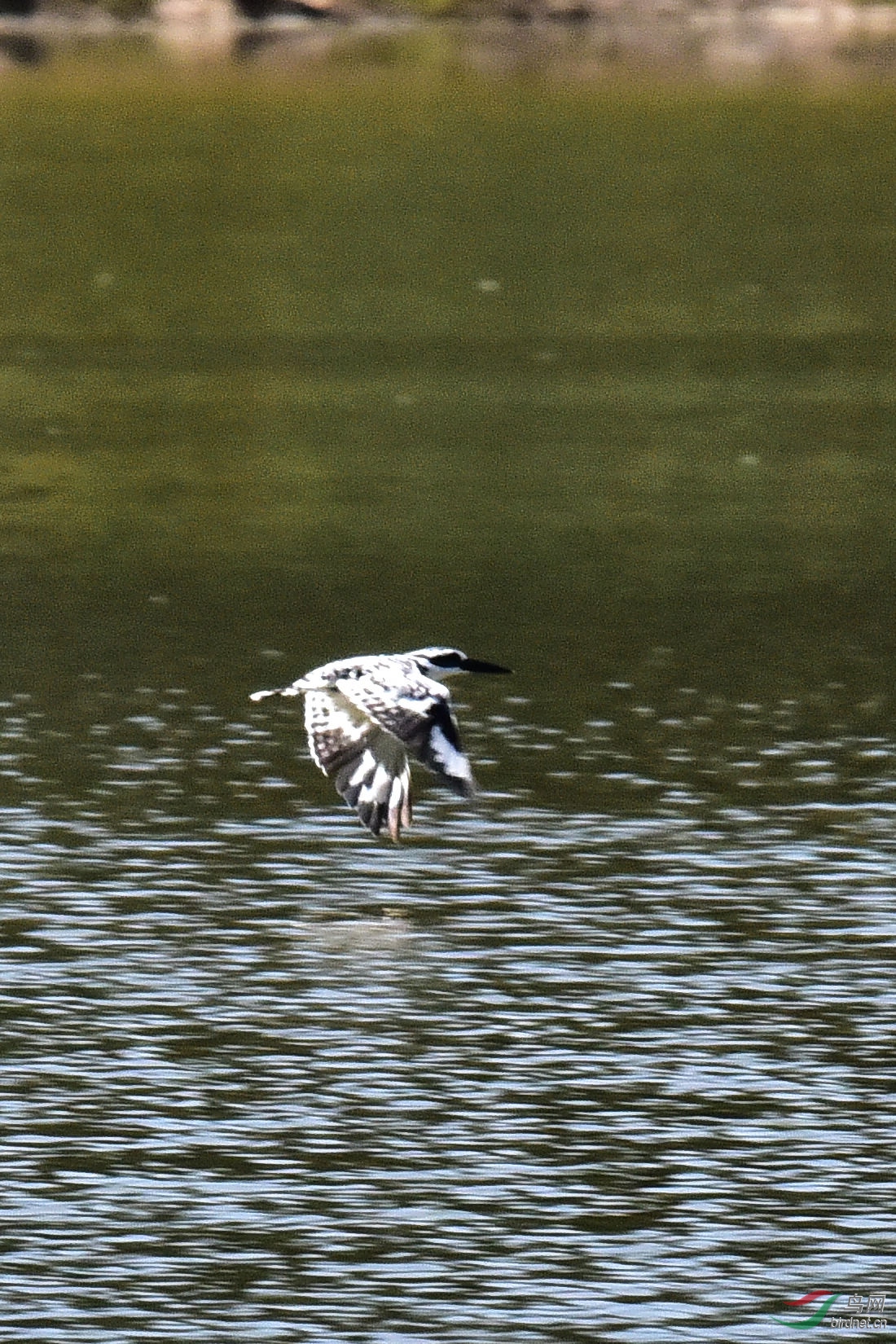 DSC_0252.JPG