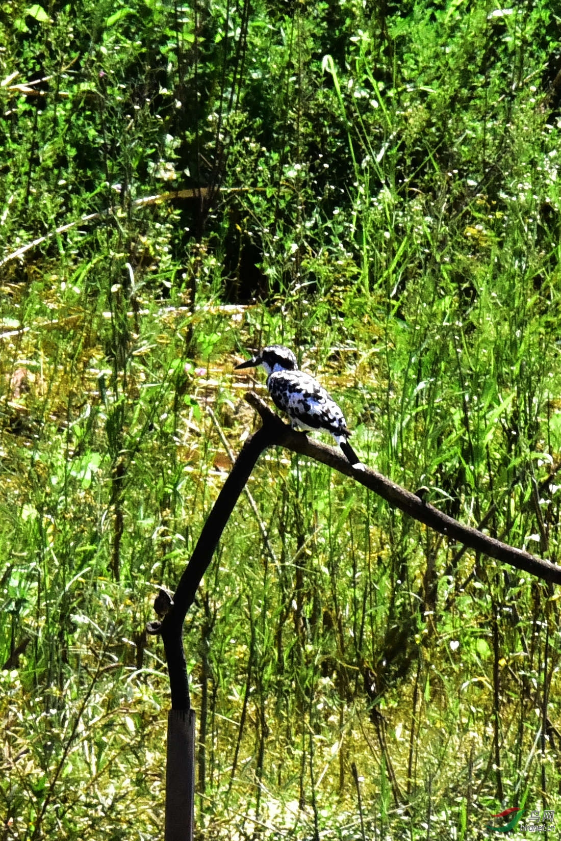 DSC_0265.JPG
