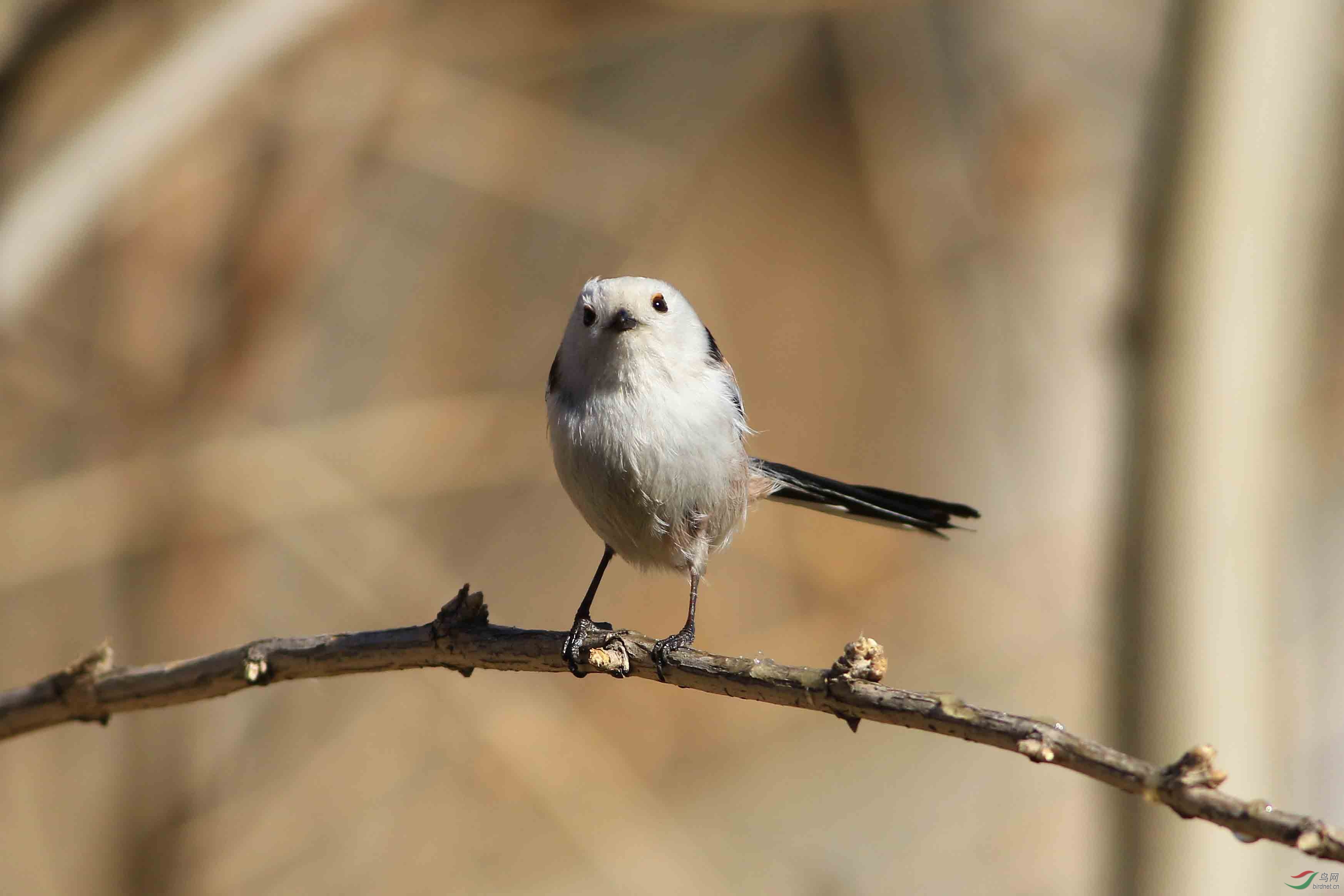 北长尾山雀 - 皇城根拍鸟e族 鸟网