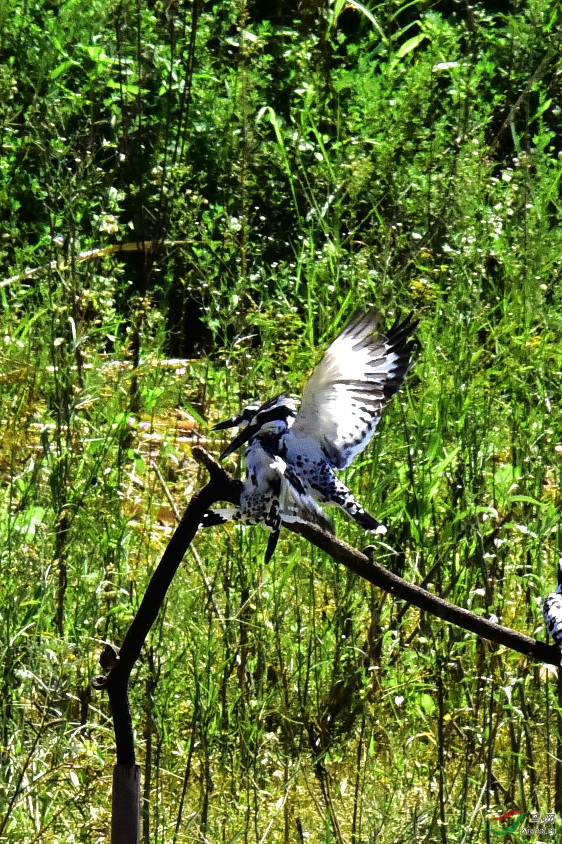 DSC_0274.JPG
