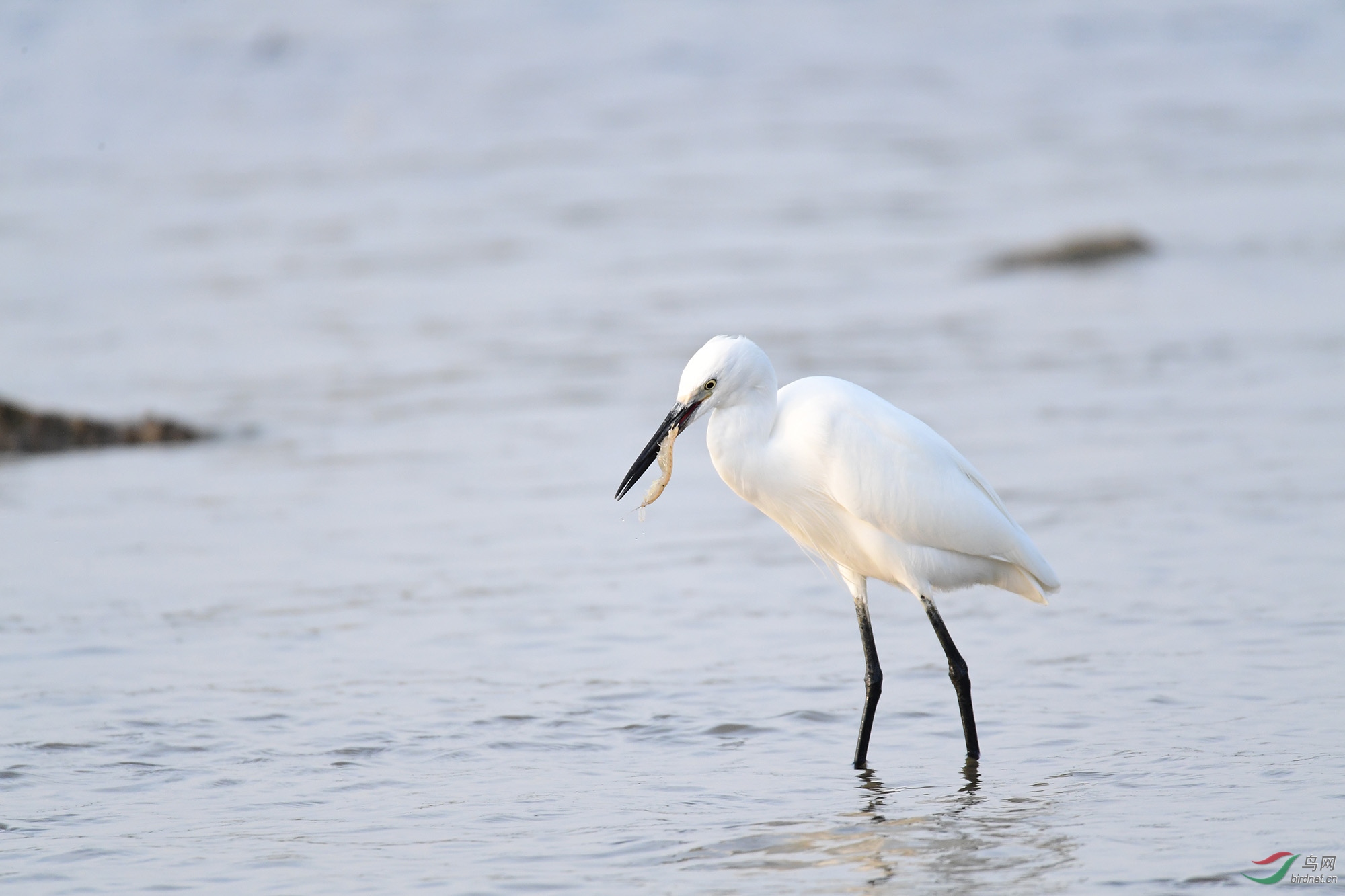 小白鹭也吃拉尿虾