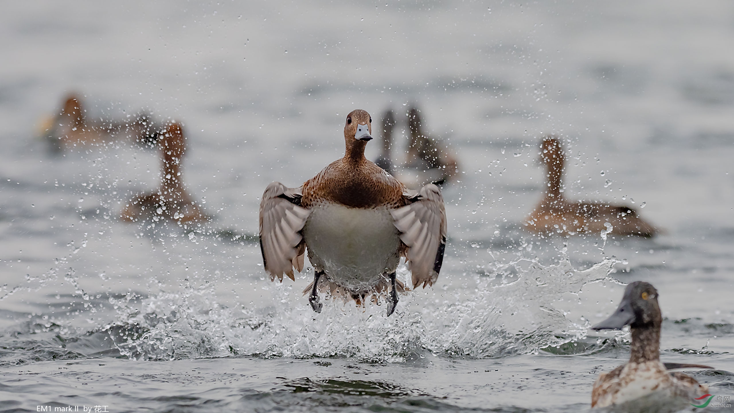 天气不好但不影响野鸭跳芭蕾